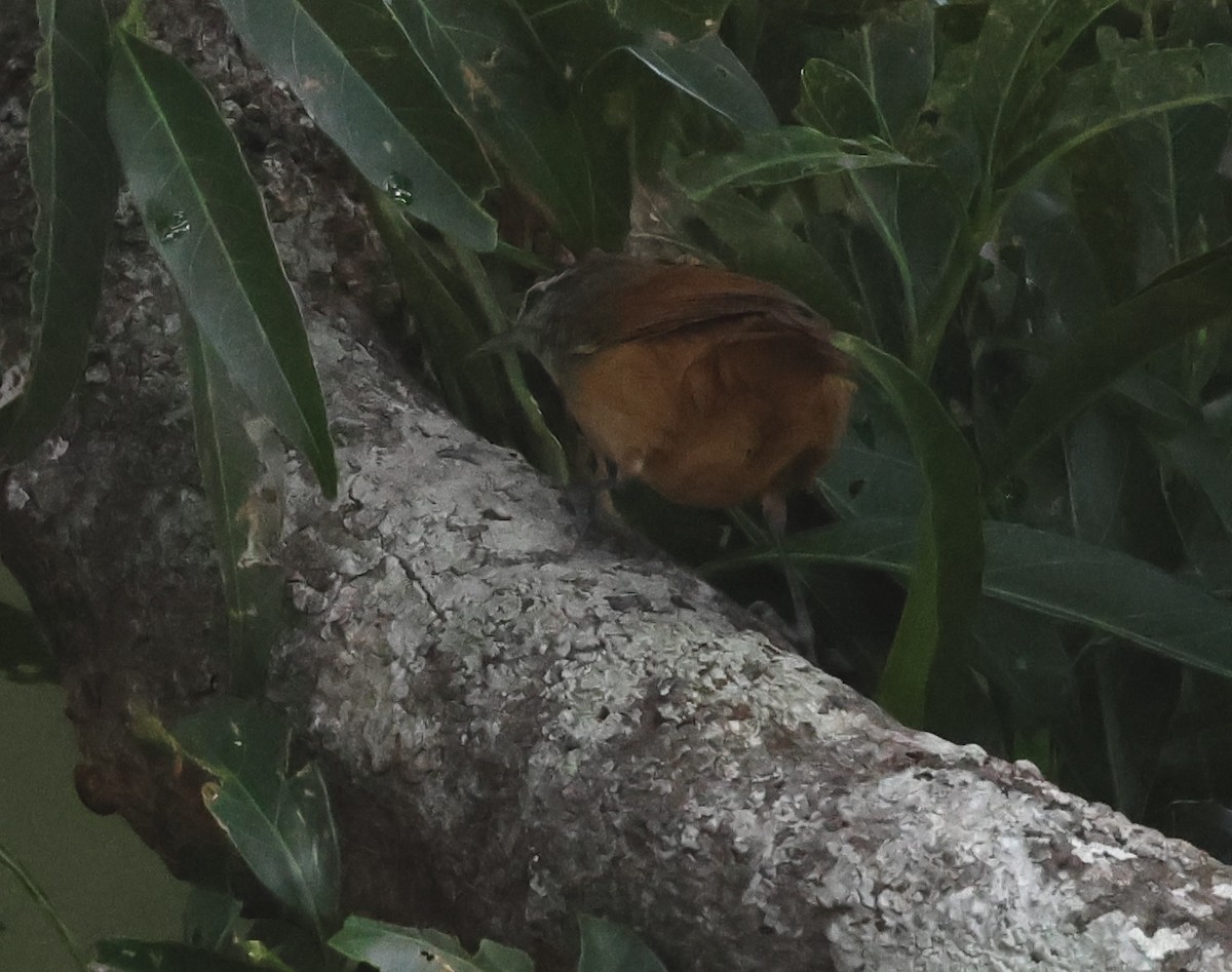 Cabanis's Wren - ML618743322