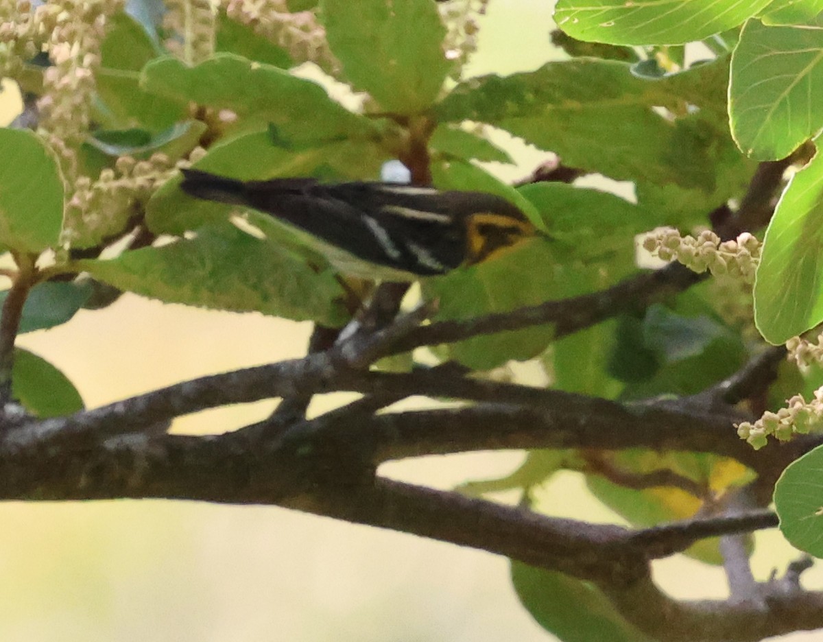 Blackburnian Warbler - ML618743330