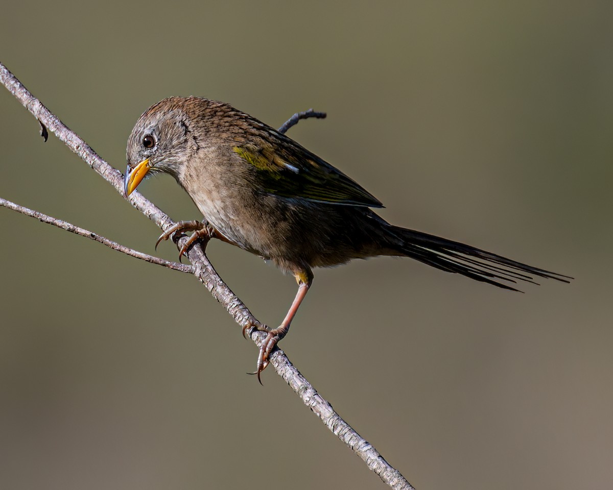 Wedge-tailed Grass-Finch - Victor Pássaro