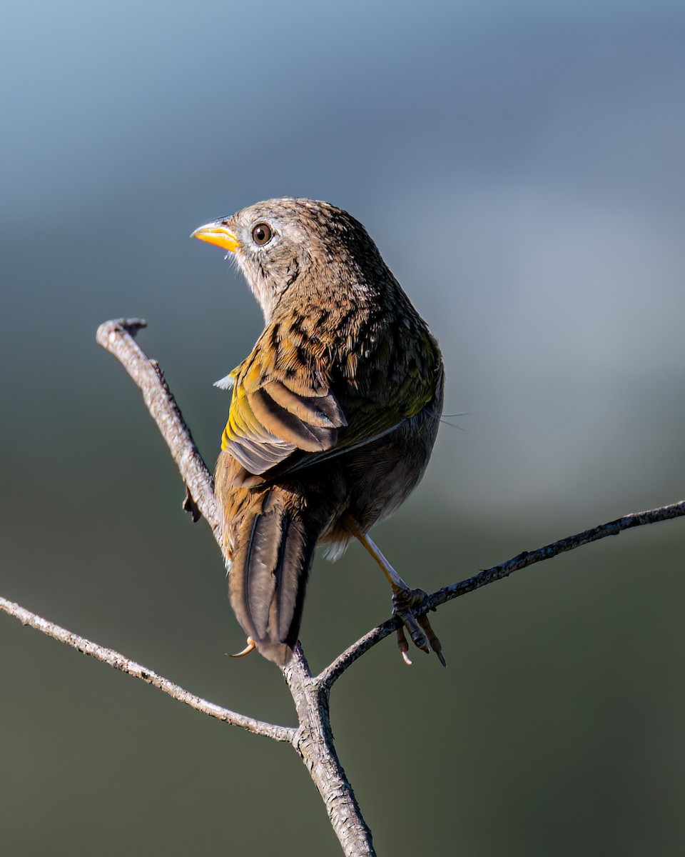 Wedge-tailed Grass-Finch - Victor Pássaro