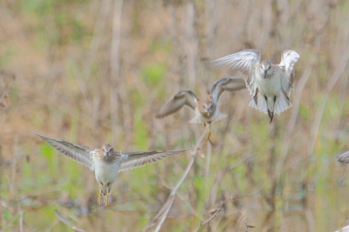 Semipalmated Sandpiper - ML618743361