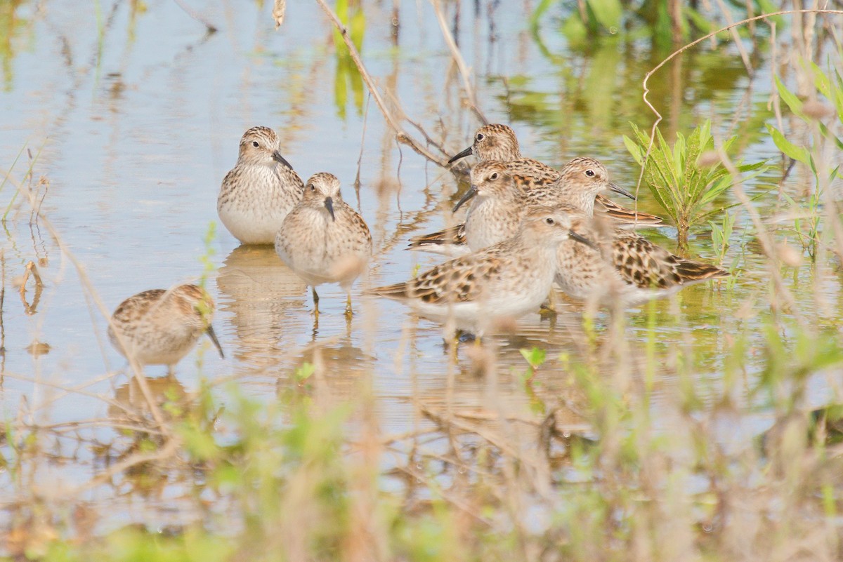 pygmésnipe - ML618743366