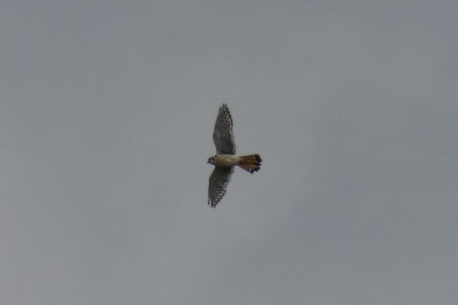 American Kestrel - ML618743440