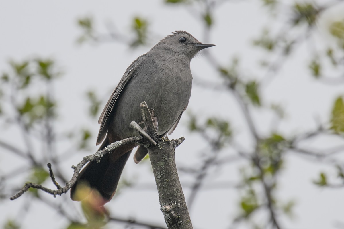 Gray Catbird - ML618743453