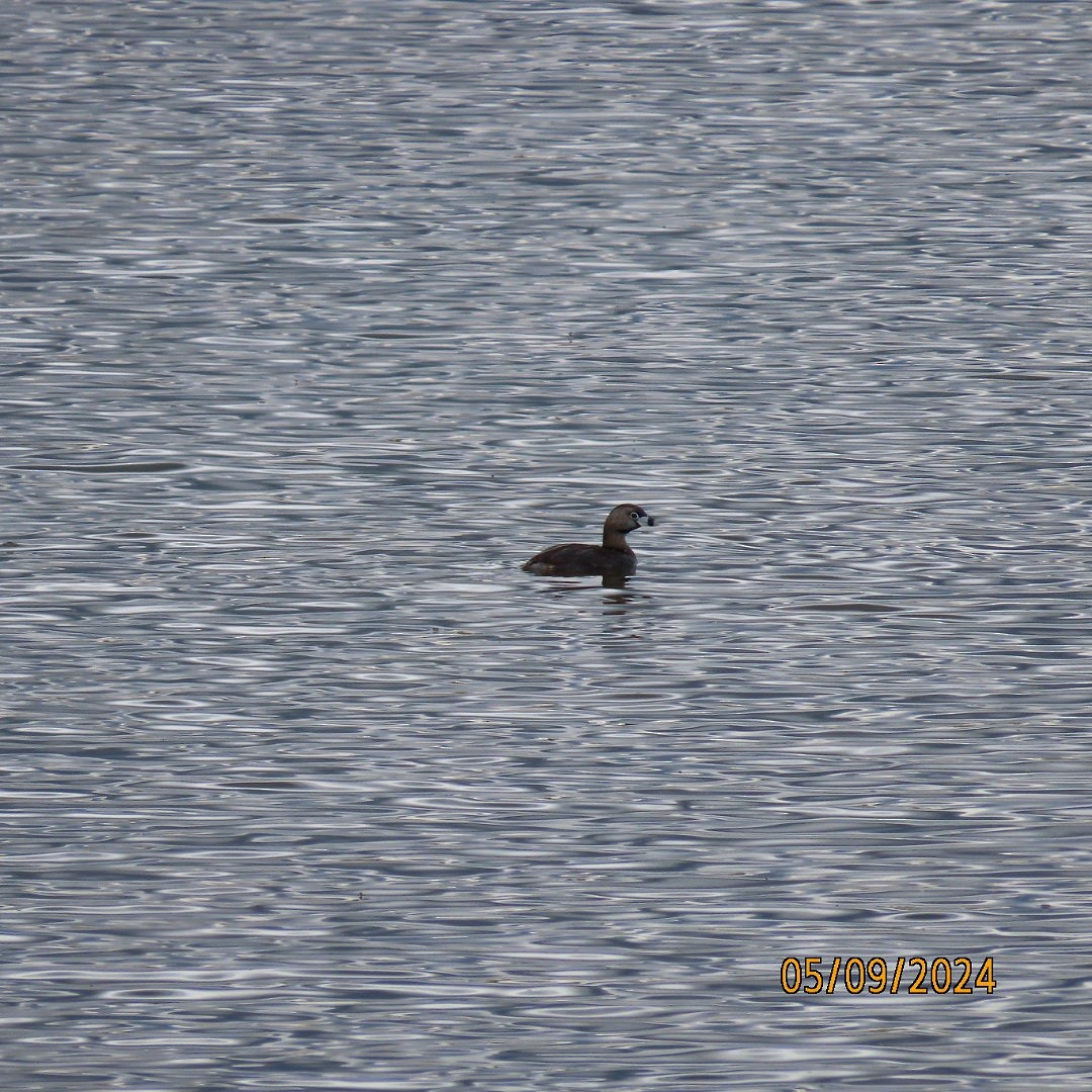 Pied-billed Grebe - ML618743460