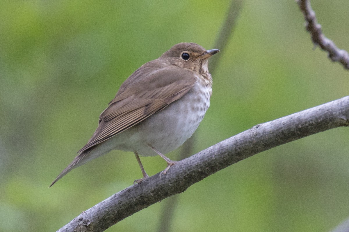 Swainson's Thrush - ML618743472