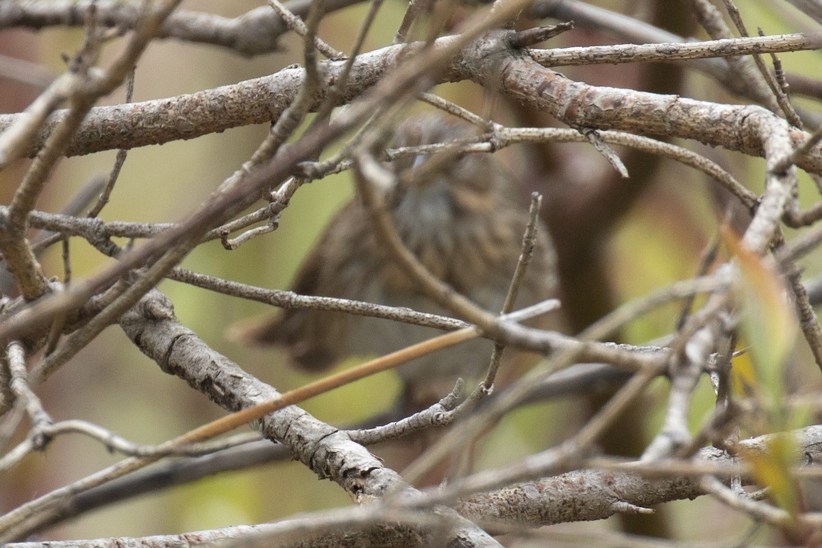 Lincoln's Sparrow - ML618743490