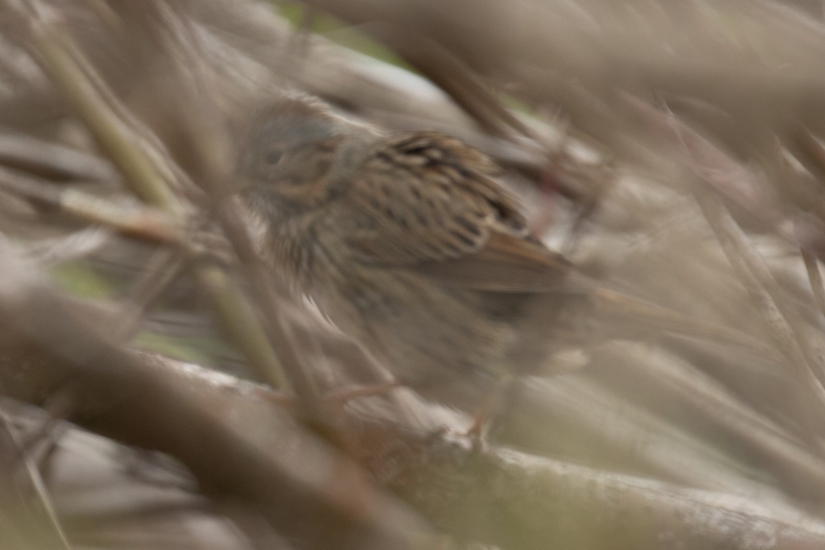 Lincoln's Sparrow - ML618743491