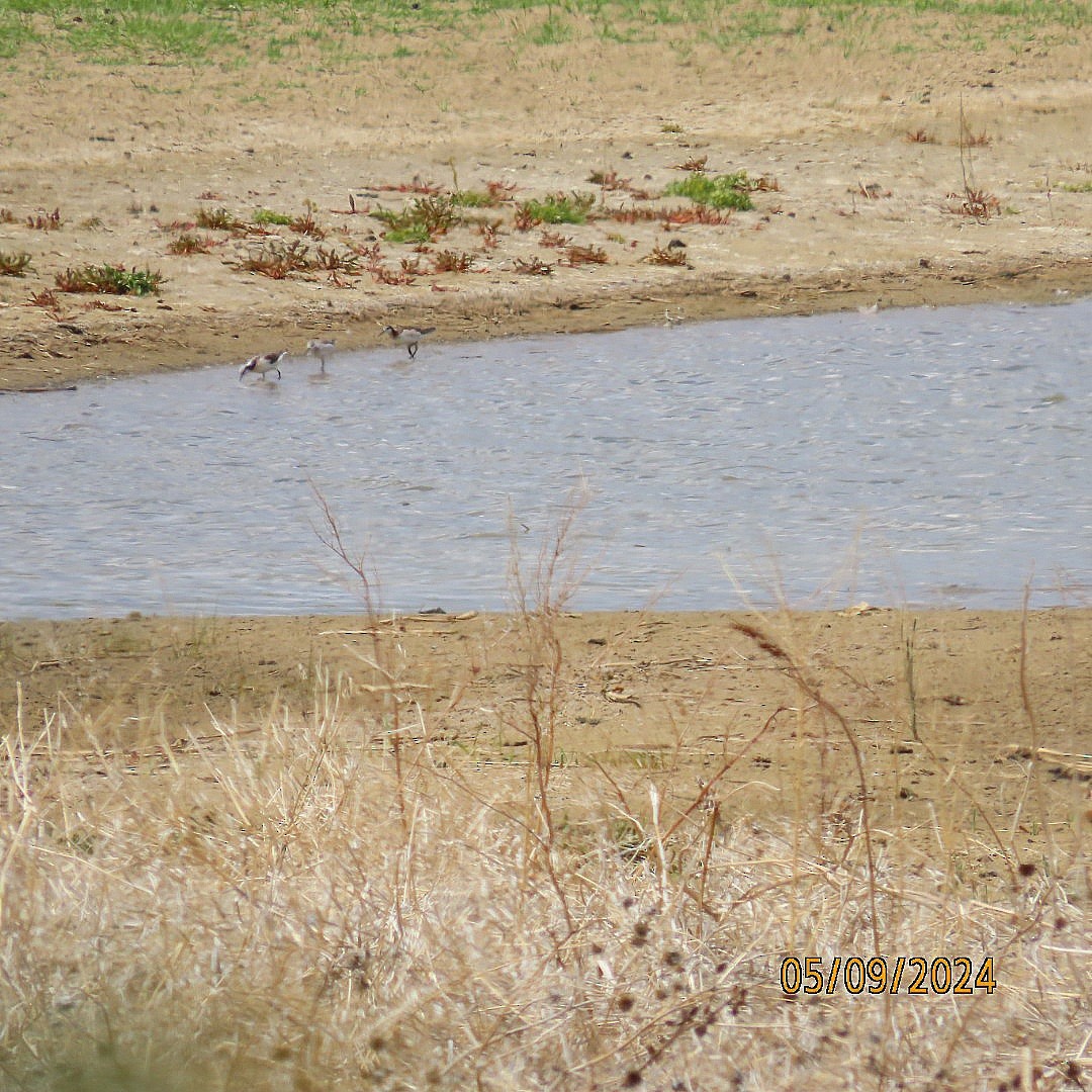 Phalarope de Wilson - ML618743516