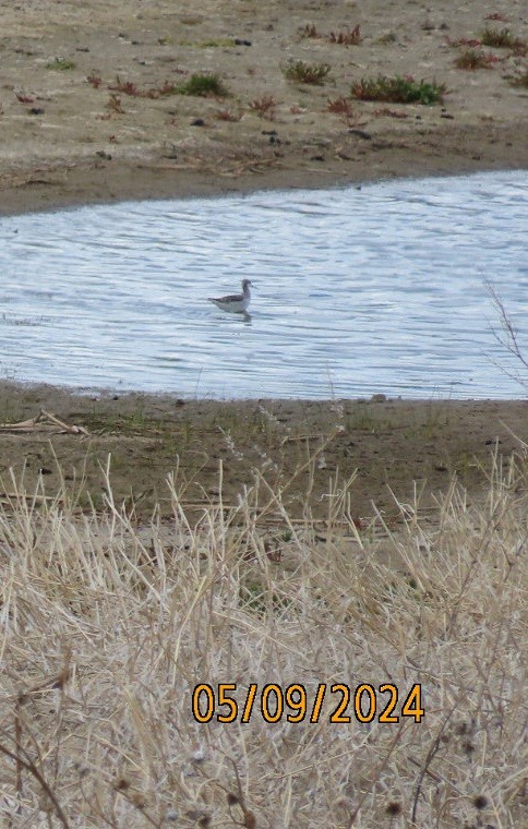 Wilson's Phalarope - ML618743517