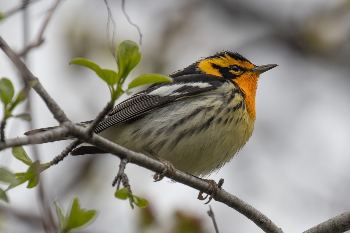 Blackburnian Warbler - Christine Mason