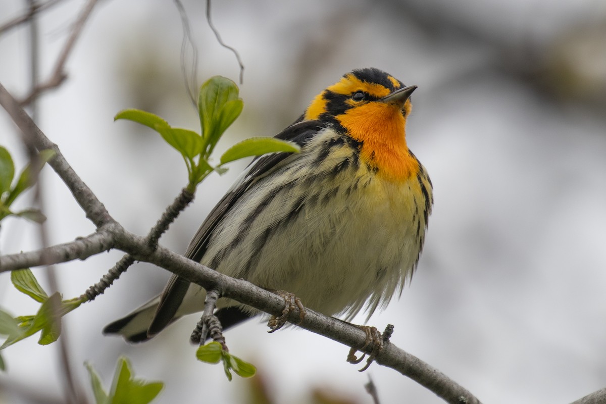 Blackburnian Warbler - ML618743520