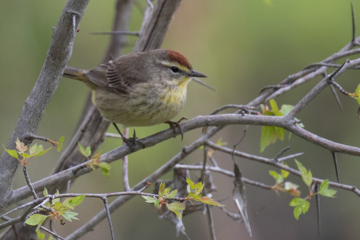 Palm Warbler - ML618743533