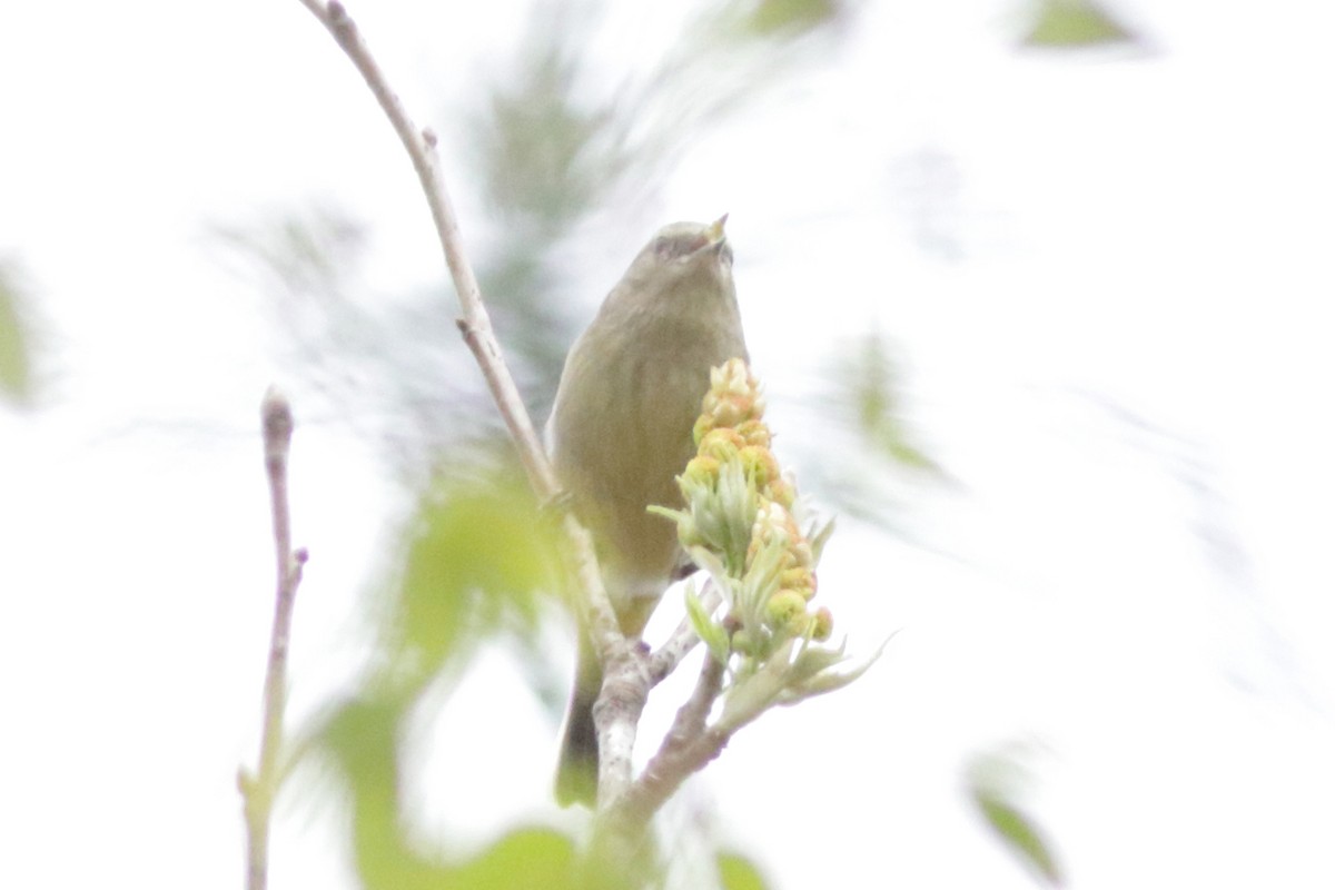 Orange-crowned Warbler - Jacob Wessels