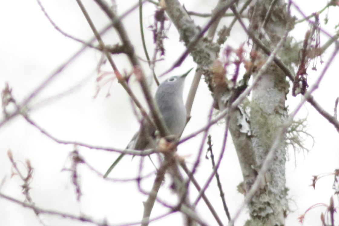 Blue-gray Gnatcatcher - ML618743552