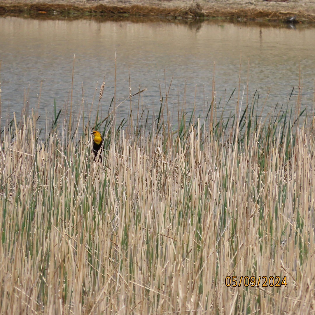 Yellow-headed Blackbird - ML618743559