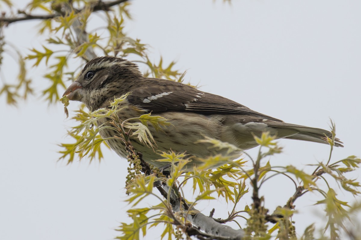 Rose-breasted Grosbeak - ML618743568