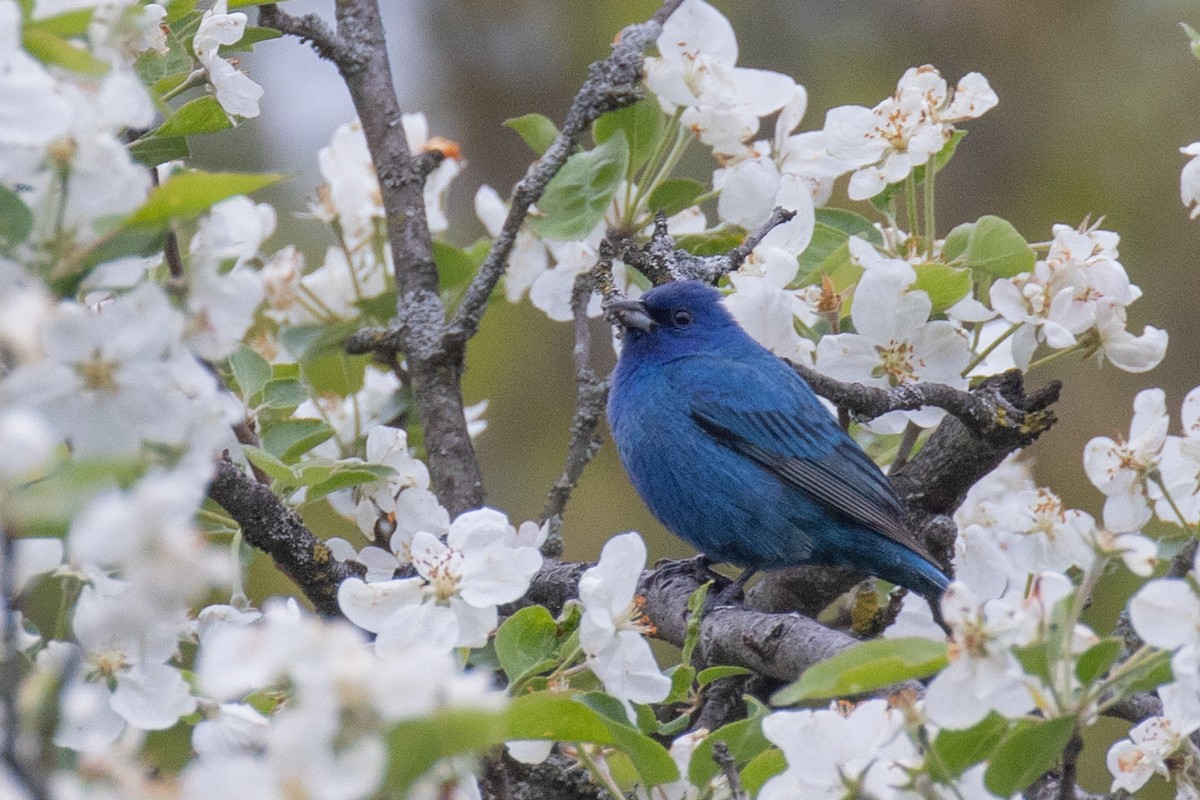 Passerin indigo - ML618743590