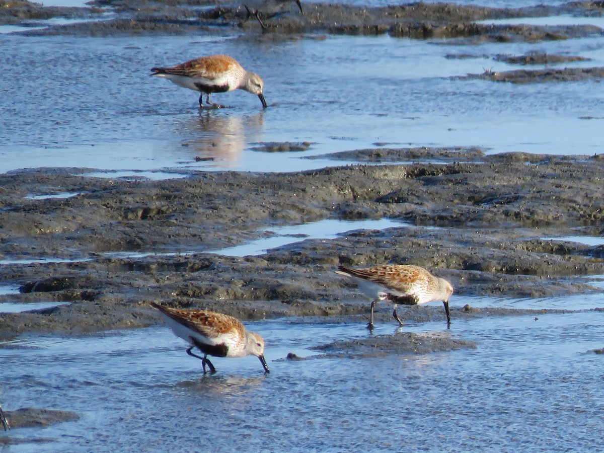 Dunlin - ML618743601