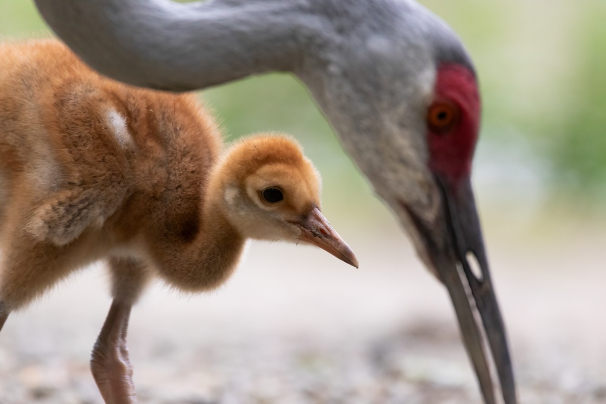 Sandhill Crane - ML618743602