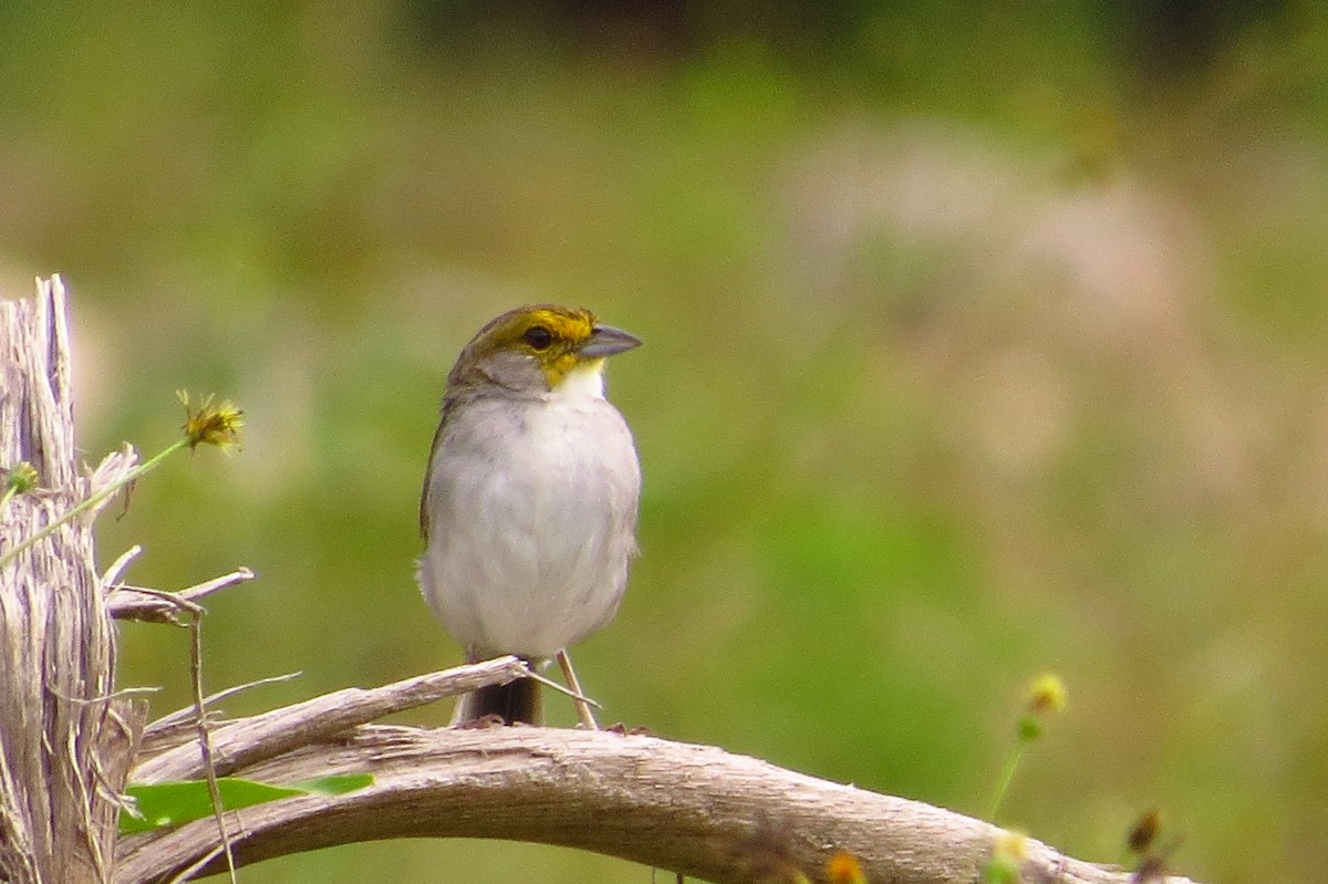 Yellow-browed Sparrow - Gary Prescott