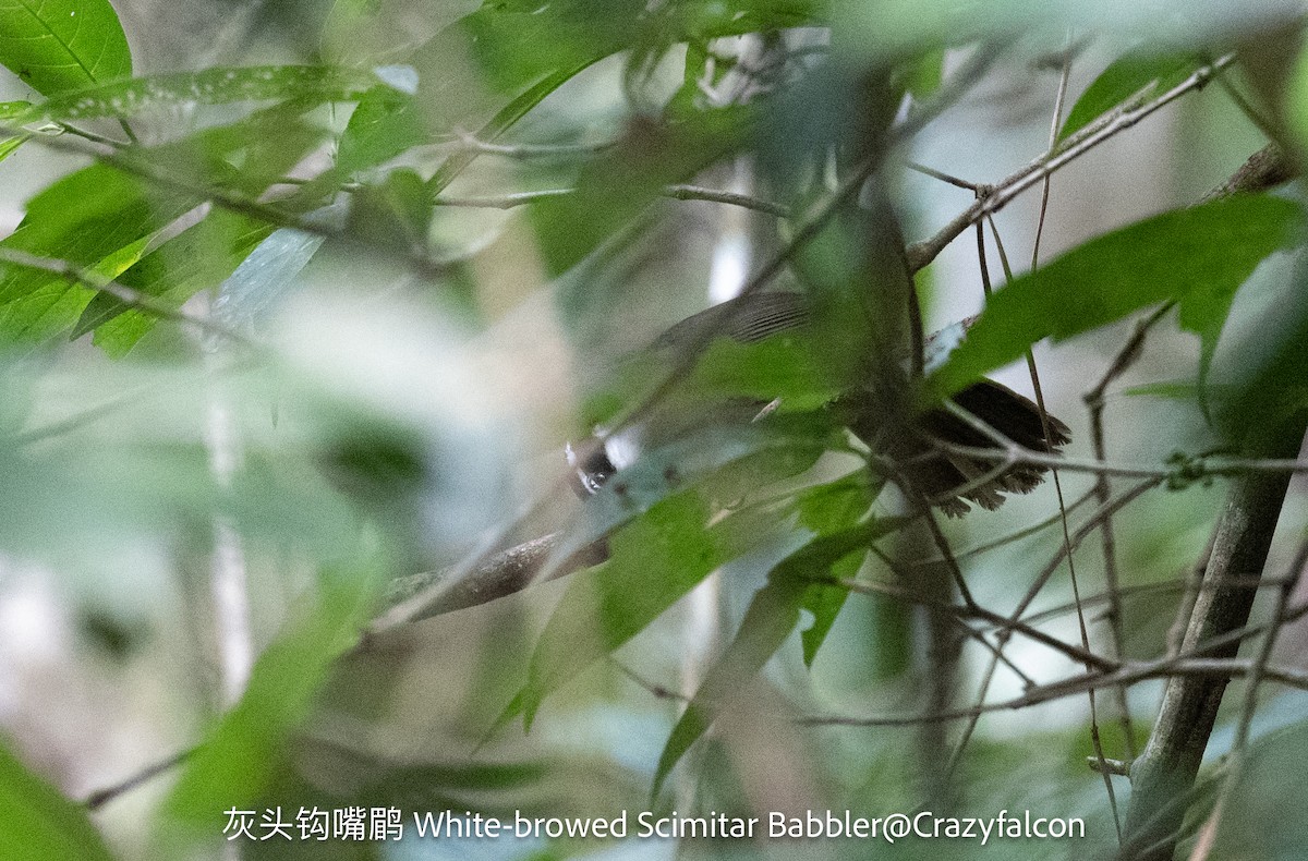 White-browed Scimitar-Babbler - Qiang Zeng