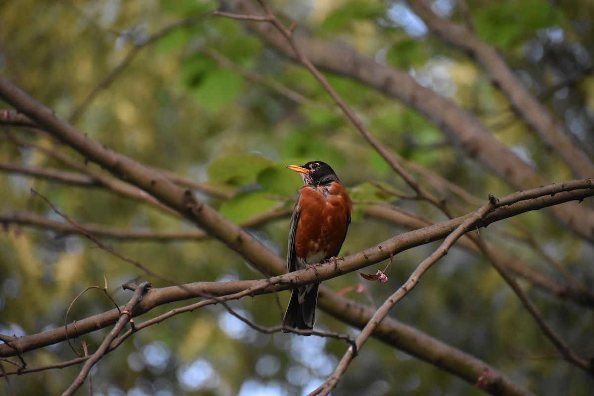 American Robin - ML618743617