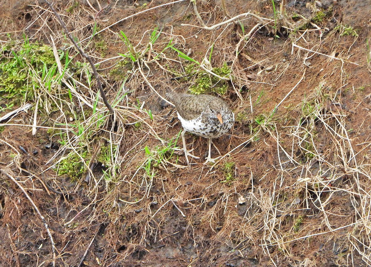 Spotted Sandpiper - Benoît Turgeon