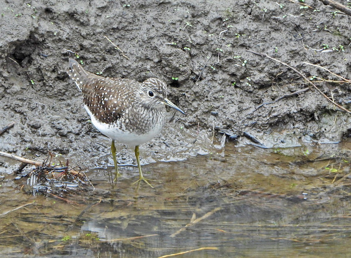 Solitary Sandpiper - Benoît Turgeon