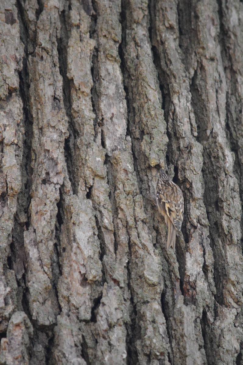 Brown Creeper - ML618743710