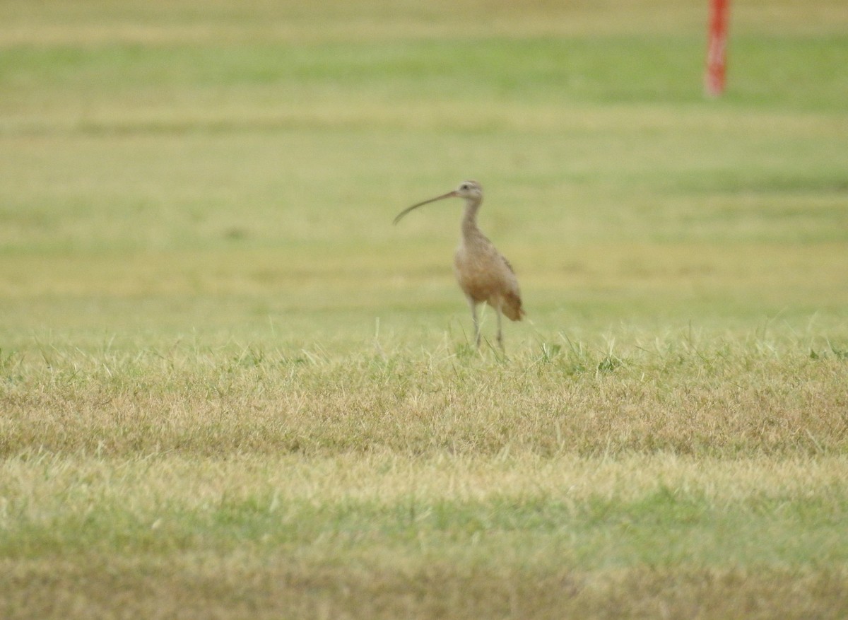 Long-billed Curlew - ML618743730