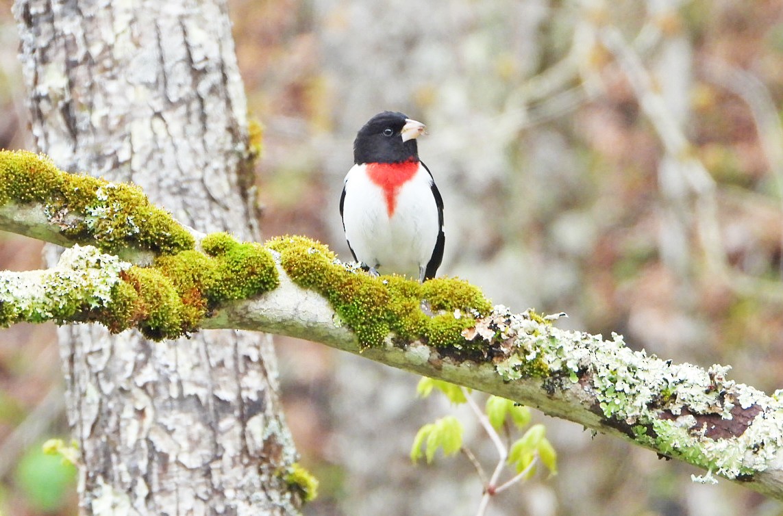 Rose-breasted Grosbeak - Benoît Turgeon