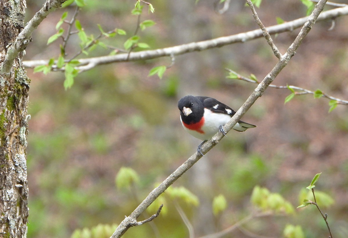 Rose-breasted Grosbeak - Benoît Turgeon