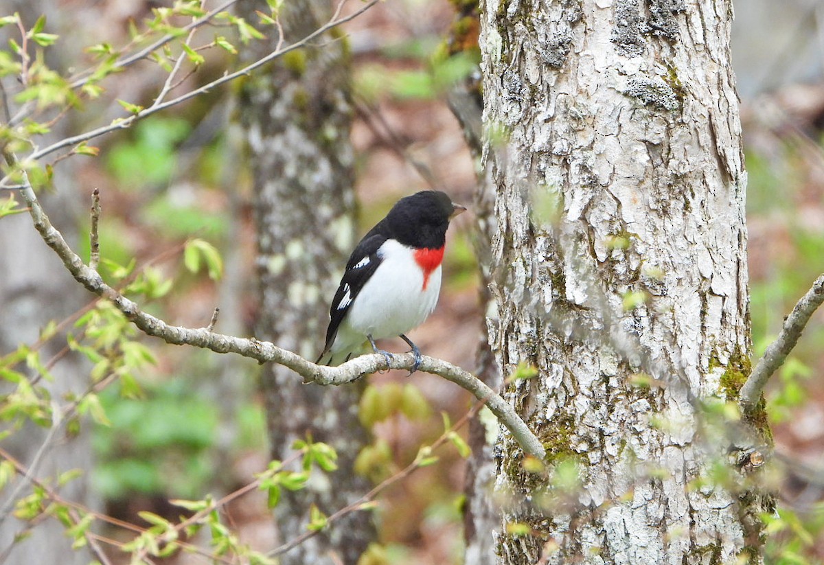 Rose-breasted Grosbeak - Benoît Turgeon