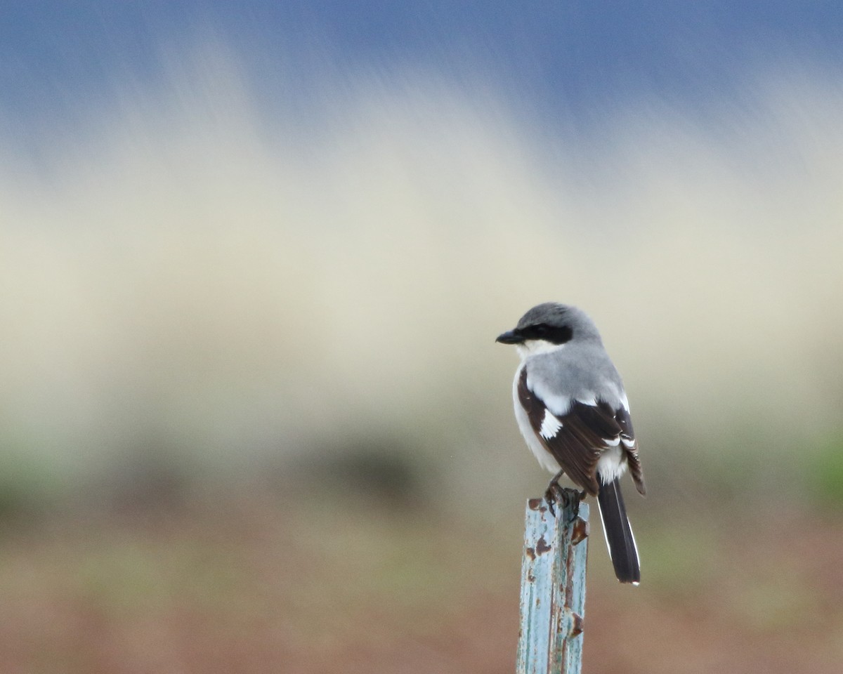 Loggerhead Shrike - ML618743751