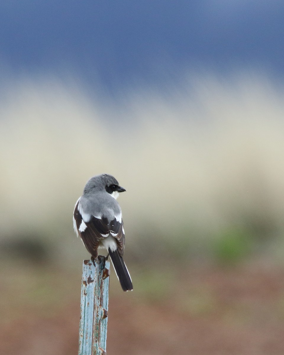 Loggerhead Shrike - ML618743752