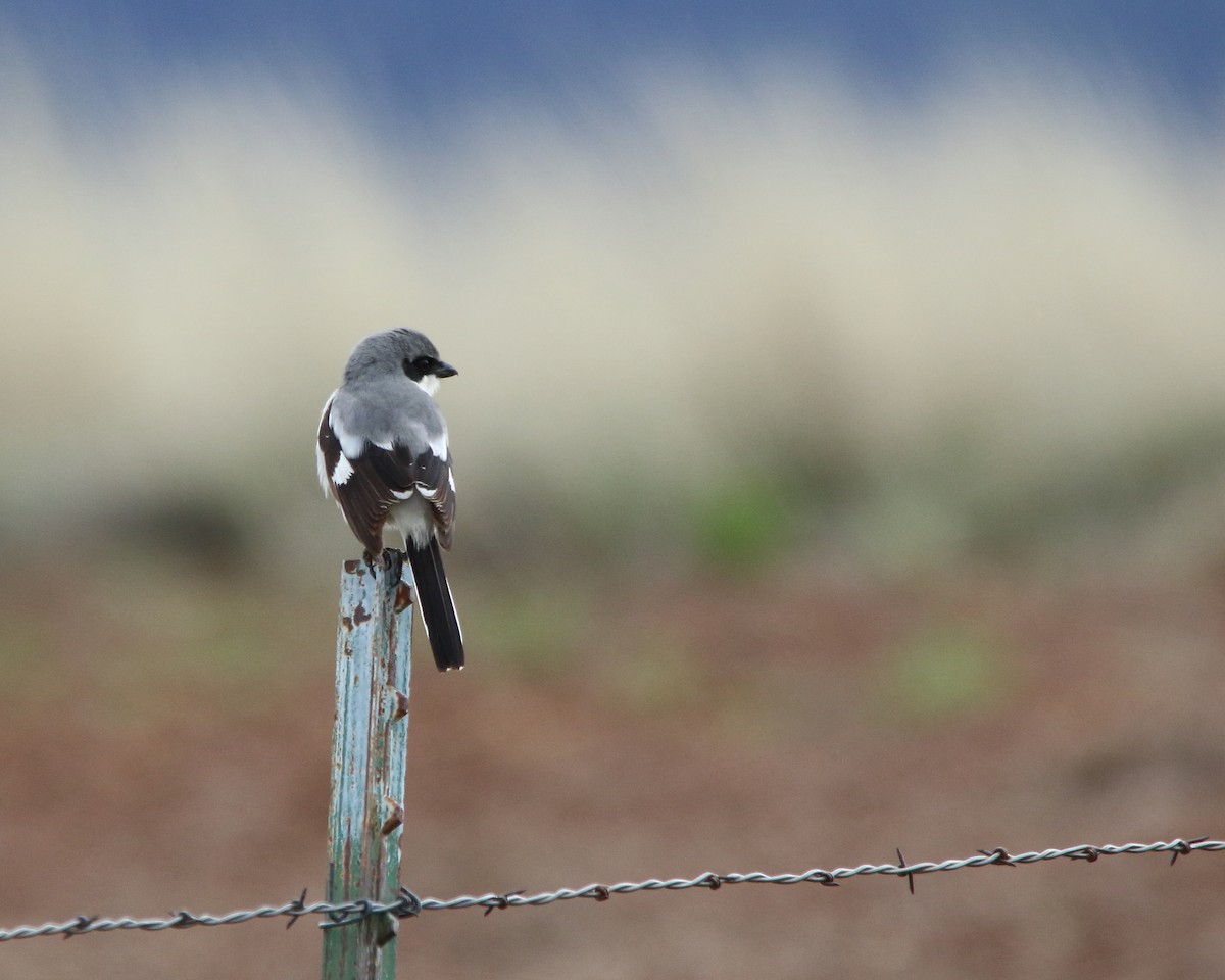 Loggerhead Shrike - ML618743753