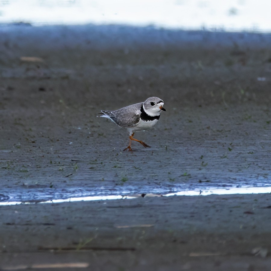 Piping Plover - Brian Peterson