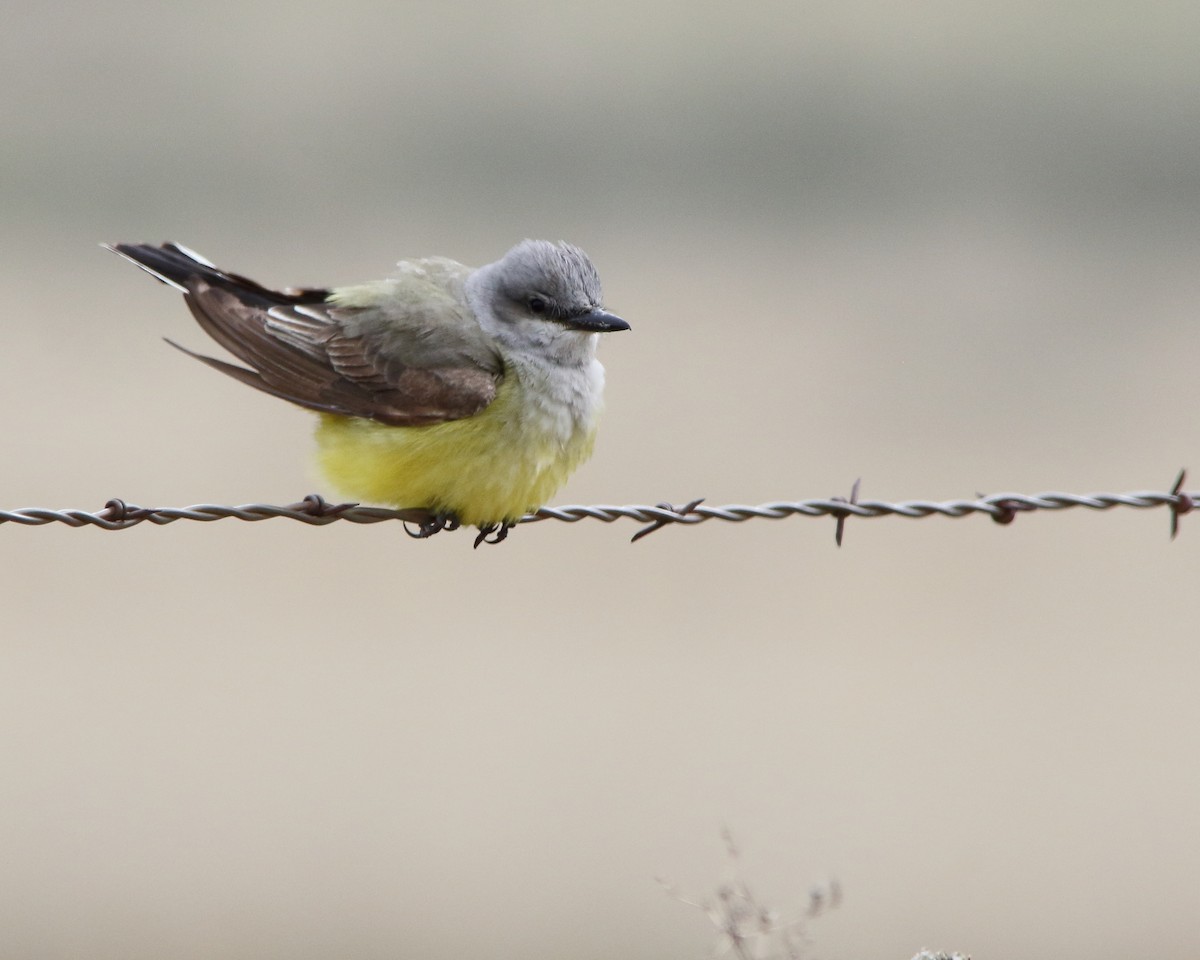 Western Kingbird - ML618743775