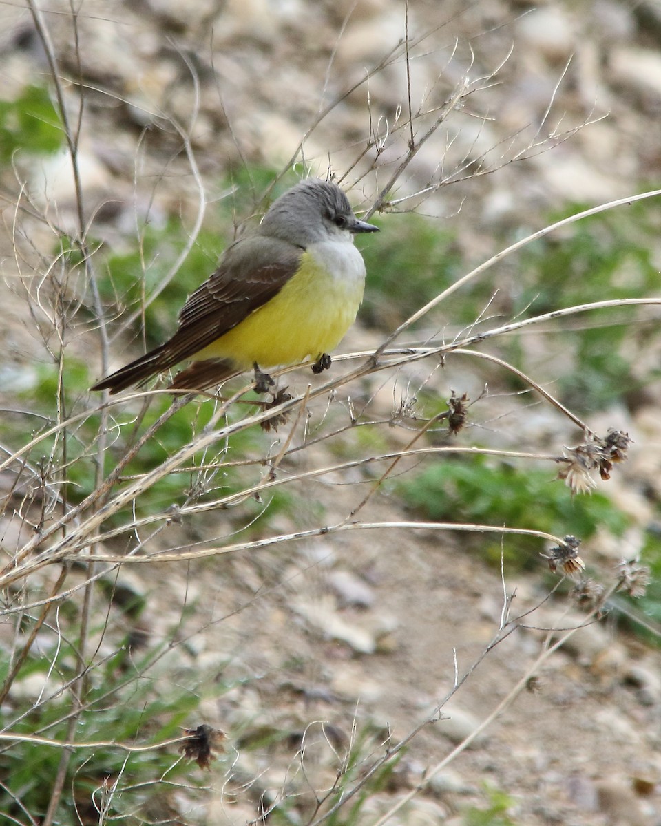 Western Kingbird - ML618743776
