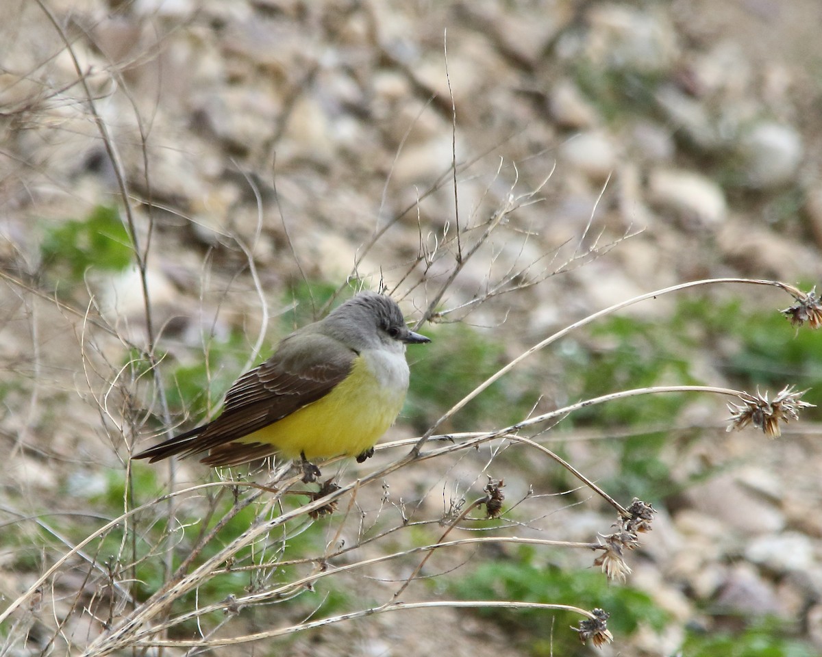 Western Kingbird - ML618743777