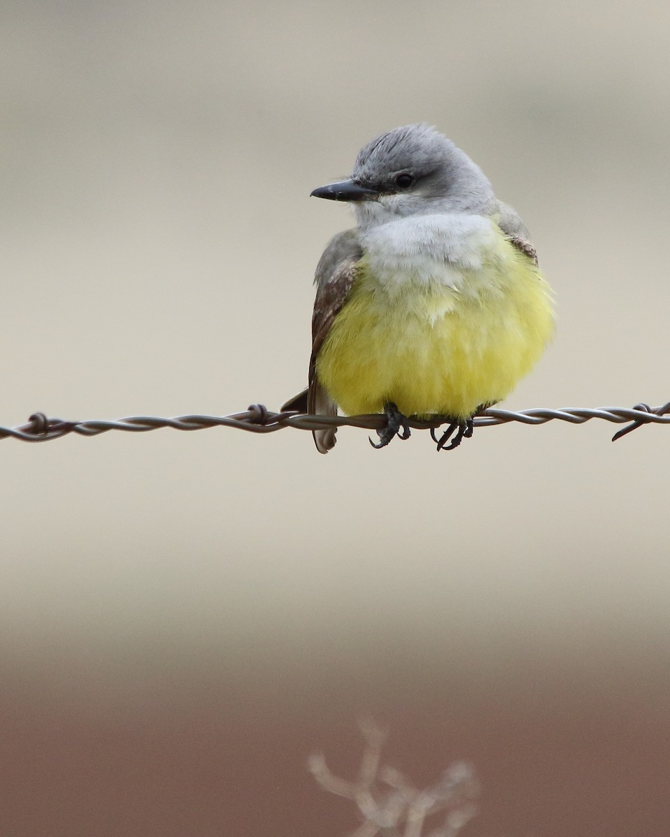 Western Kingbird - ML618743778