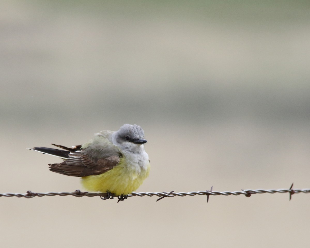 Western Kingbird - ML618743780