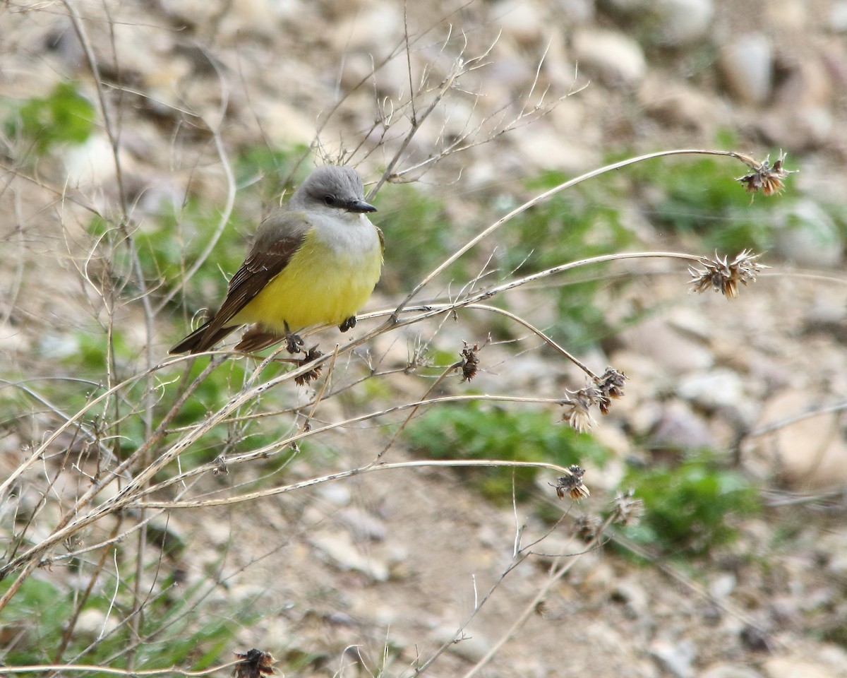 Western Kingbird - ML618743781