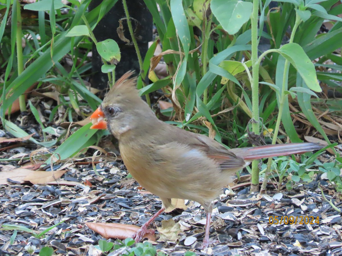 Northern Cardinal - Susan Leake