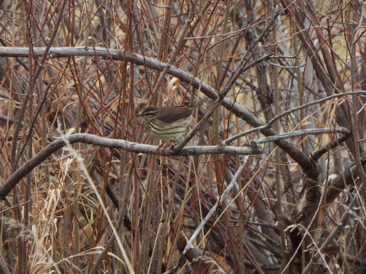 Northern Waterthrush - ML618743836