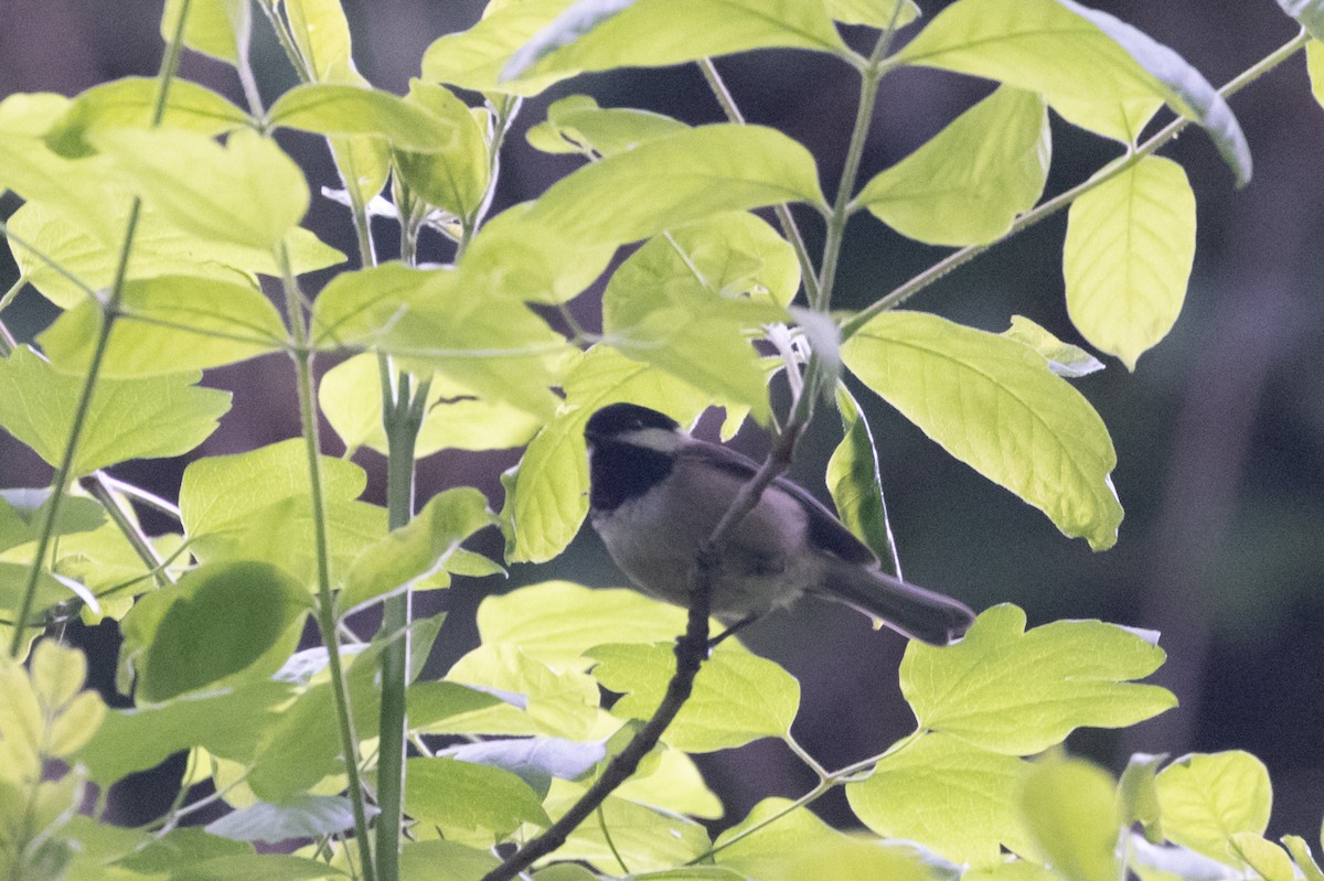 Black-capped Chickadee - ML618743866