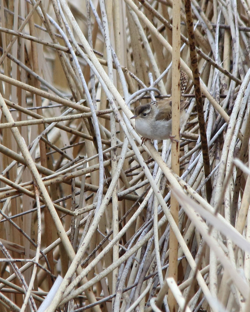 Marsh Wren - ML618743876