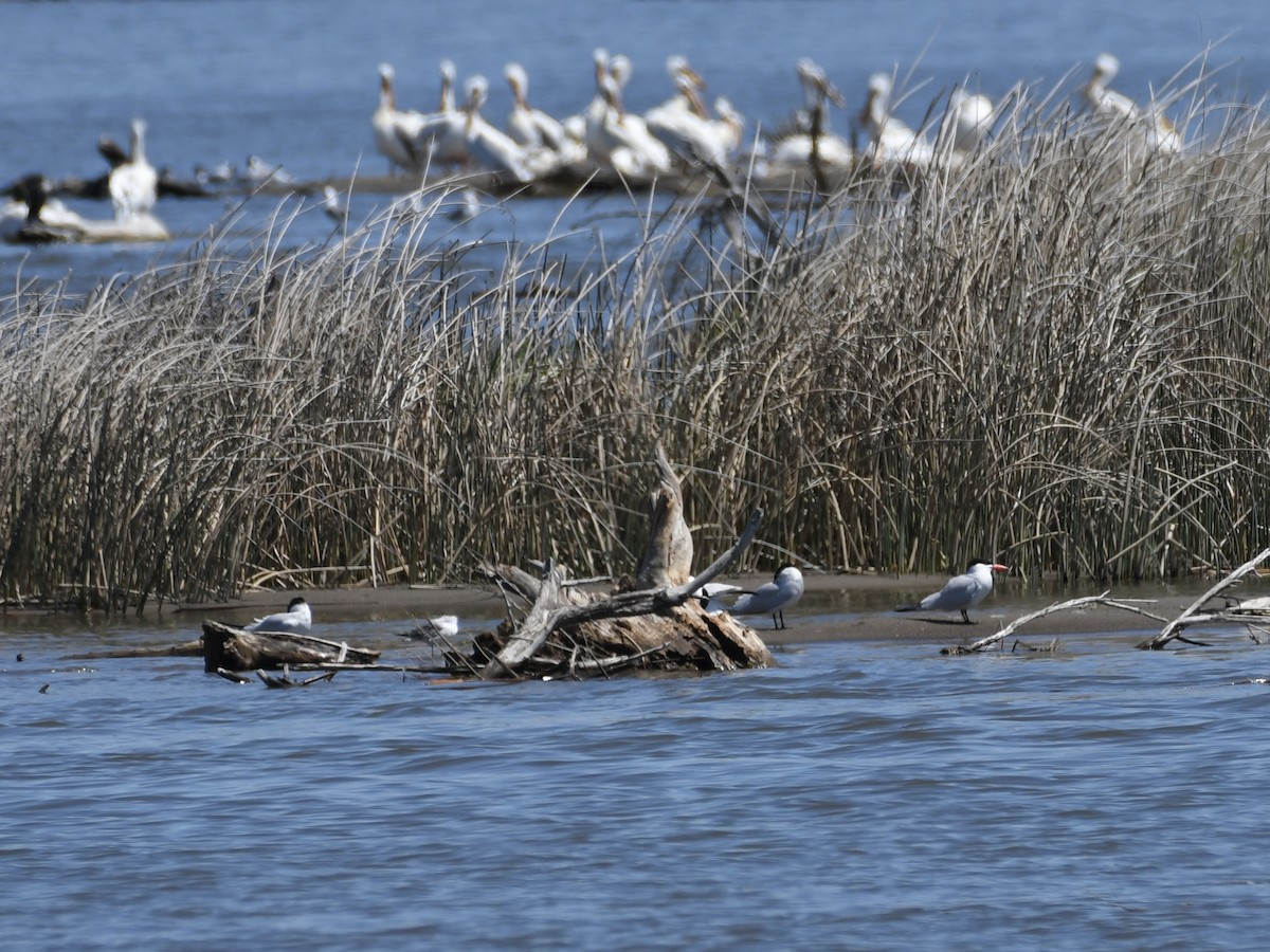 Caspian Tern - ML618743879