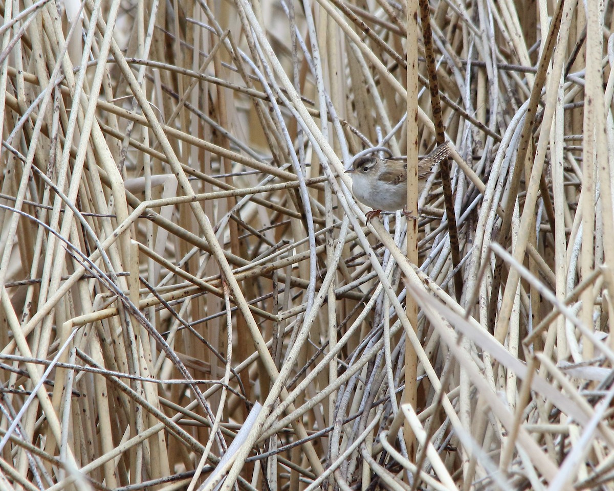 Marsh Wren - ML618743880